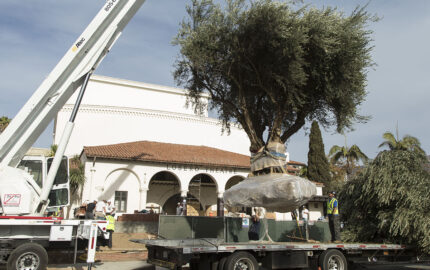 Lobero Theatre Welcomes New Olive Trees